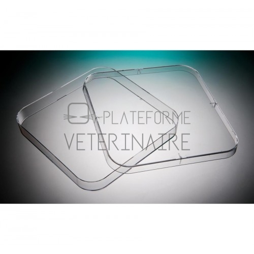 BOITE DE PETRI PS CARREE 120X120MM STERILE + ERGOTS (X 252)